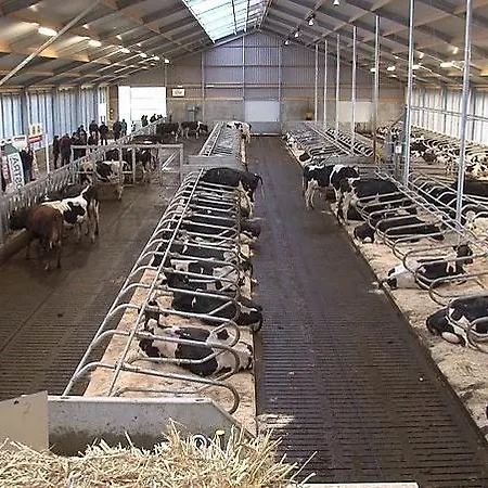 Couette-café De Zwanebloem 3*