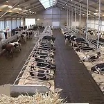 Bed and breakfast De Zwanebloem 3*